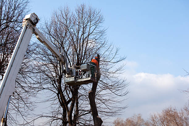 Best Arborist Consultation Services  in Pembroke Pines, FL